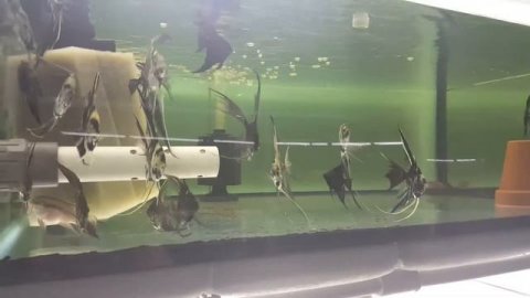 Рыборазводня