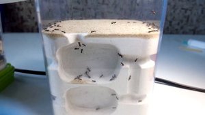 Переселение муравьёв Lasius niger в муравьиную ферму