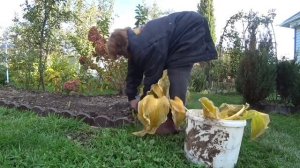 Вот и лето прошло, словно и не бывало .../ Яблоки не убывают / Швабра в деле 29 сентября 2021 г.