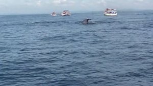 Как мы китов смотрели. Шри-Ланка / The Whales on Sri Lanka