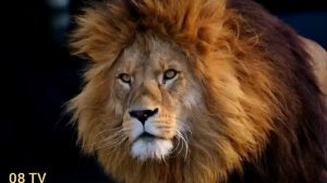 Суруди эрони Комрон Мулои барои шумо дӯстон