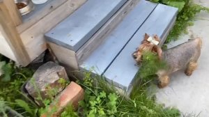 Вот и мой день настал  / Вода в бассейне 31 гр / «Замерзал ямщик» 24 июня 2021 г.