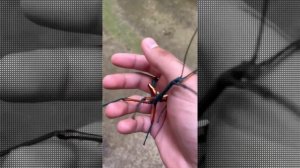 насекомое-палочник . stick insect