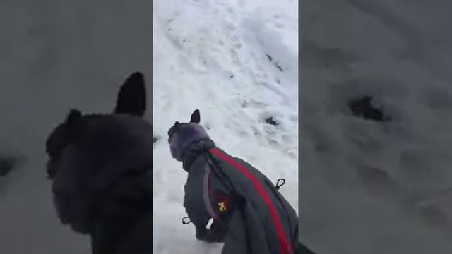 Зимний комбинезон для собак. ARCTIC. смотреть онлайн