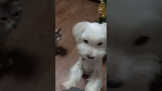 Мими наслаждается 😍