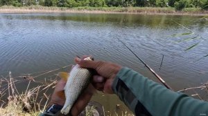 Рыбалка на поплавочную удочку и разведка на толстолобика