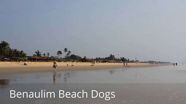 Goa Beaches-3: Benaulim Beach Dogs