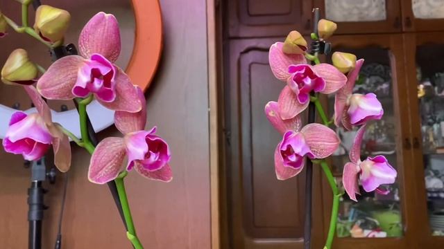 Орхидеи / В стране прекрасных орхидей / Анечка, спасибо большое ❤️ / Новый жилец  18 декабря 2022 г.