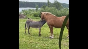 Лошадь 🐎 и ее ❤️ осел 🫏