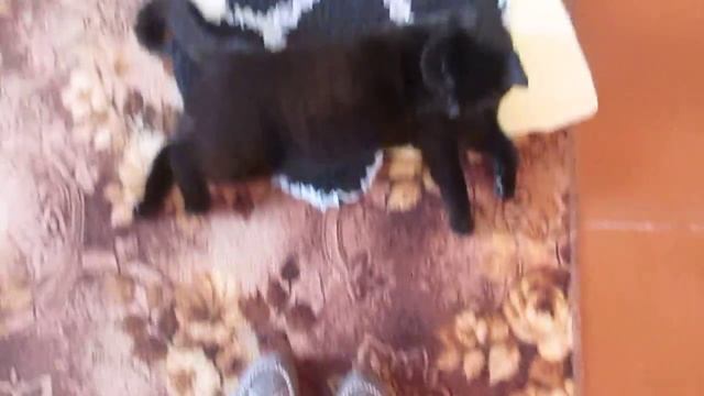 Мой сынуля)) любимый Найти) (черный скотиш страйт) смотреть онлайн