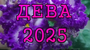 ДЕВА таро прогноз на 2025 год по 12 домам гороскопа.