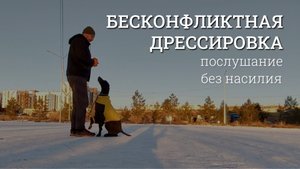 Собака захочет вас слушаться. Бесконфликтная дрессировка