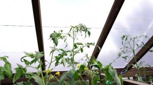 ТОМАТЫ, 5 ВКУСНЫХ И СЛАДКИХ ЭКЗОТИЧЕСКИХ СОРТОВ!