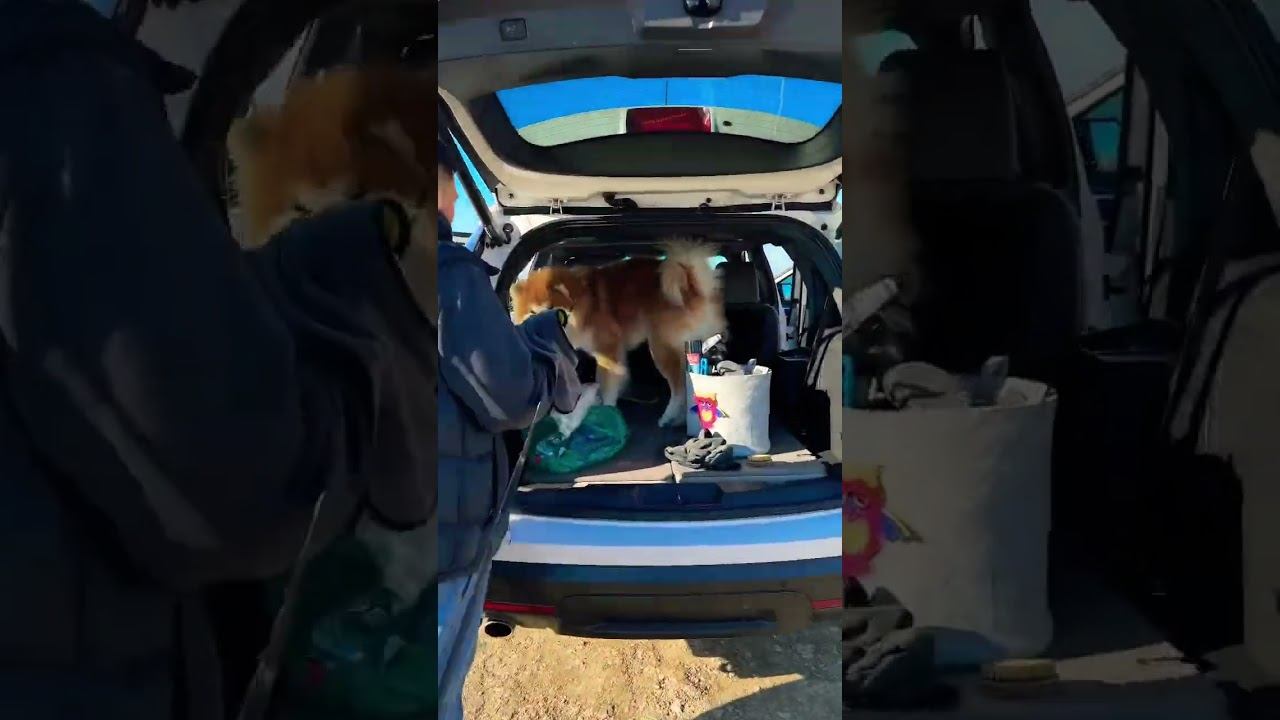 Ленивая Акита