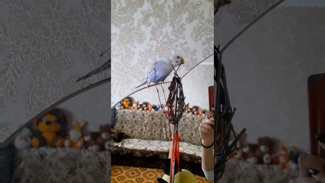 Погрызушки для попугая 💚