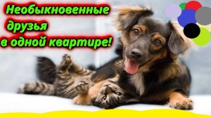 Разрушая стереотипы кошки и собаки – лучшие друзья!