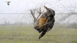 Нелегальная охота на птиц в Китае