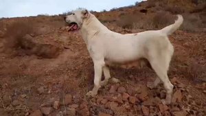 едем на прогулку! Туркменистан Алабай САО Central Asian Dogs Alabai Туркменский Волкодав