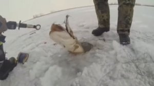 Щиука ели влезла из лунку зимня рбалка 2020 2021