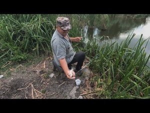 Борщевой карась, на дикаре его много, рыбалка на фидер, хороший улов и клёв, ловля рыбы в камышах