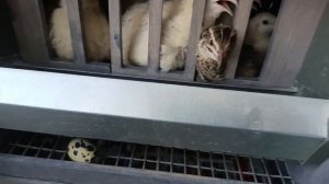 Утро бройлеров и перепёлок в квартире🐔🐥Пельмени из бройлеров Росс308🥟