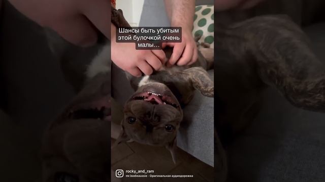 Французский бульдог #frenchie #franchbulldog #французскийбульдог #бульдог #френч смотреть онлайн