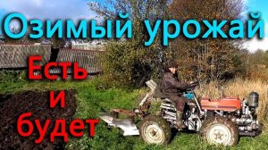 Знатно поохотились. Собрали второй и озимый урожай картошки. Посадили озимый чеснок. Кабачковая икра