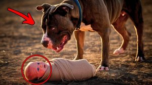 Огромная Собака Находит Брошенного Беспомощного Ребенка. То, Что Произойдет Дальше, Заставит Вас Пл