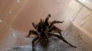 Thork's Birdeaters. Allohogna (ex. Lycosa) Singoriensis and Nauphoeta Cinerea.