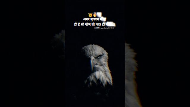 #eagle #birds #bird #nature #wildlife #eagles #birdsofinstagram #baldeagle #birdsofprey #wildlifeph