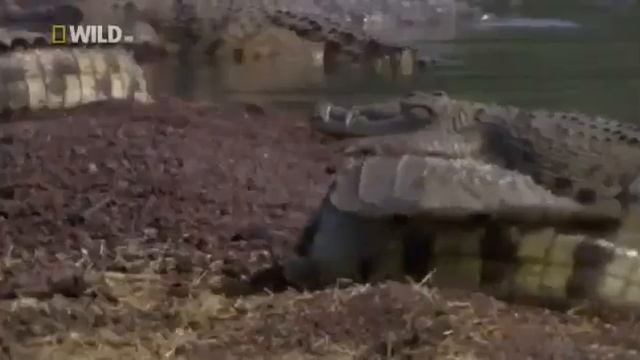 Крокодилы монстры.
