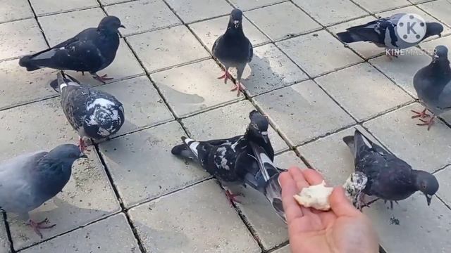 Голуби.Природа.Дети.Жизнь прекрасна. смотреть онлайн