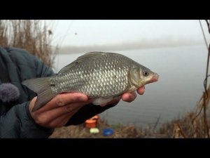ЛОВЛЯ КАРАСЯ В ДЕКАБРЕ 2019 РЫБАЛКА НА ПОПЛАВОЧНУЮ УДОЧКУ