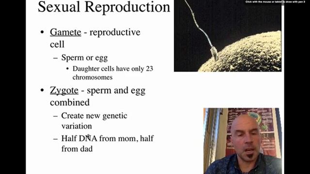 Meiosis смотреть онлайн