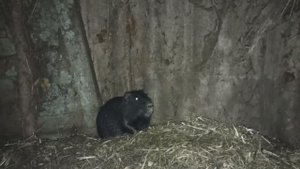 НОЧНАЯ ОХОТА на НУТРИКА. 26.10.24