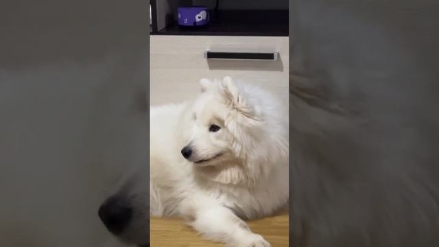 САМОЕД МИЛКА🤍