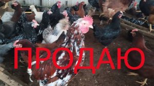 Куры на продажу