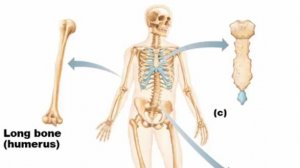 Сазонов С.В.  4. Кость
