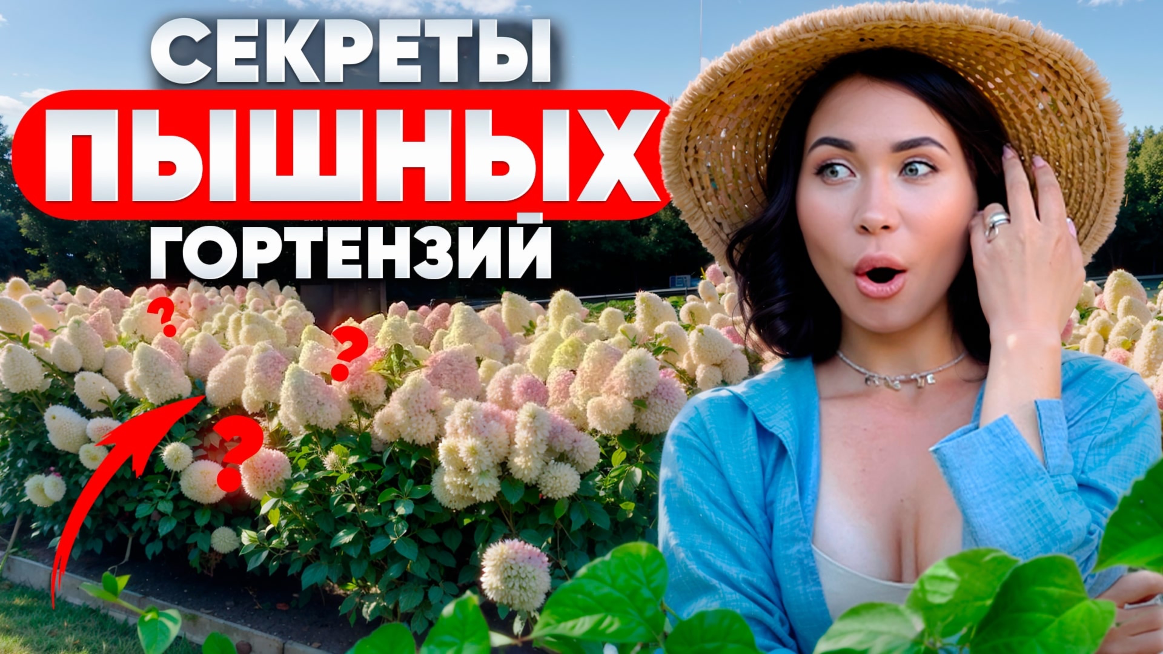 ПЫШНЫЕ гортензии нельзя вырастить без этого секрета!