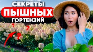 ПЫШНЫЕ гортензии нельзя вырастить без этого секрета!