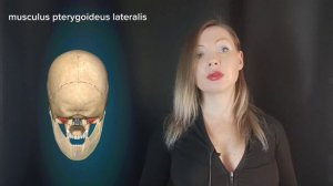 Анатомия мышц лица и шеи. Иннервация и кровообращение.3D