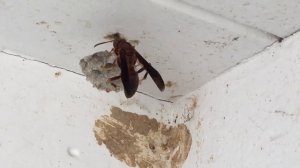 Оса 🐝 строит домик