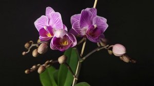 Phal Sogo vivien G01