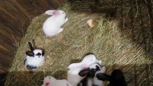 Общение морских свинок