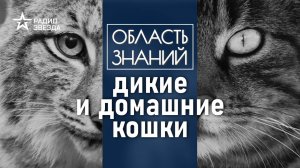 Что на самом деле означает звук «мяу»? Лекция зоолога Ильи Гомыранова