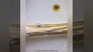 смешные истории из тт (сборник)