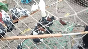 КРАСНЫЙ ЛУЧ! ЯРМАРКА ГОЛУБЕЙ!16.11.2024