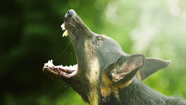 Siren Sounds That Make Dogs Howl