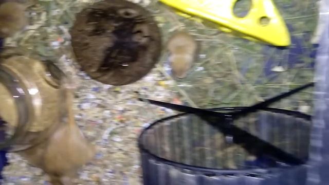 МАЛЫШИ ПЕСЧАНКИ ПОДРОСЛИ НЕУГОМОННЫЕ | Хомячуля: Secret Life Hamster - Pets