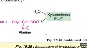 Tryptophan metabolism - Kynurenine pathway